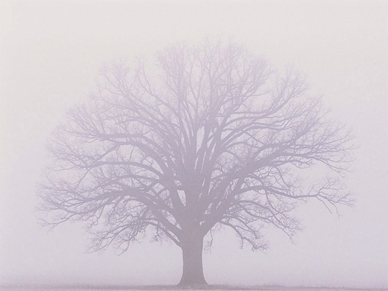 burr-oak-misty-fog